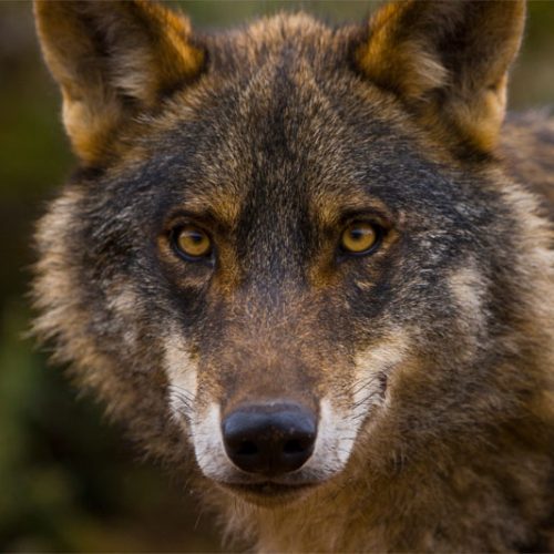 La RFEC rechaza la propuesta del MITECO de blindar al lobo