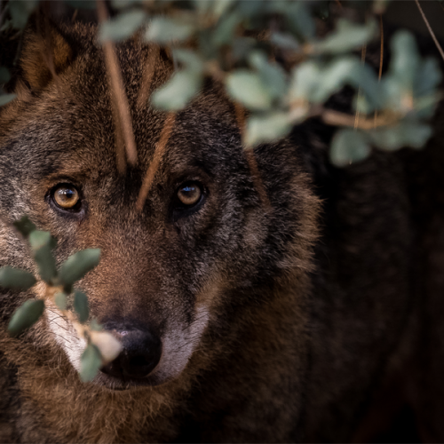 Confirman la presencia de lobo en Extremadura tras recoger excrementos frescos