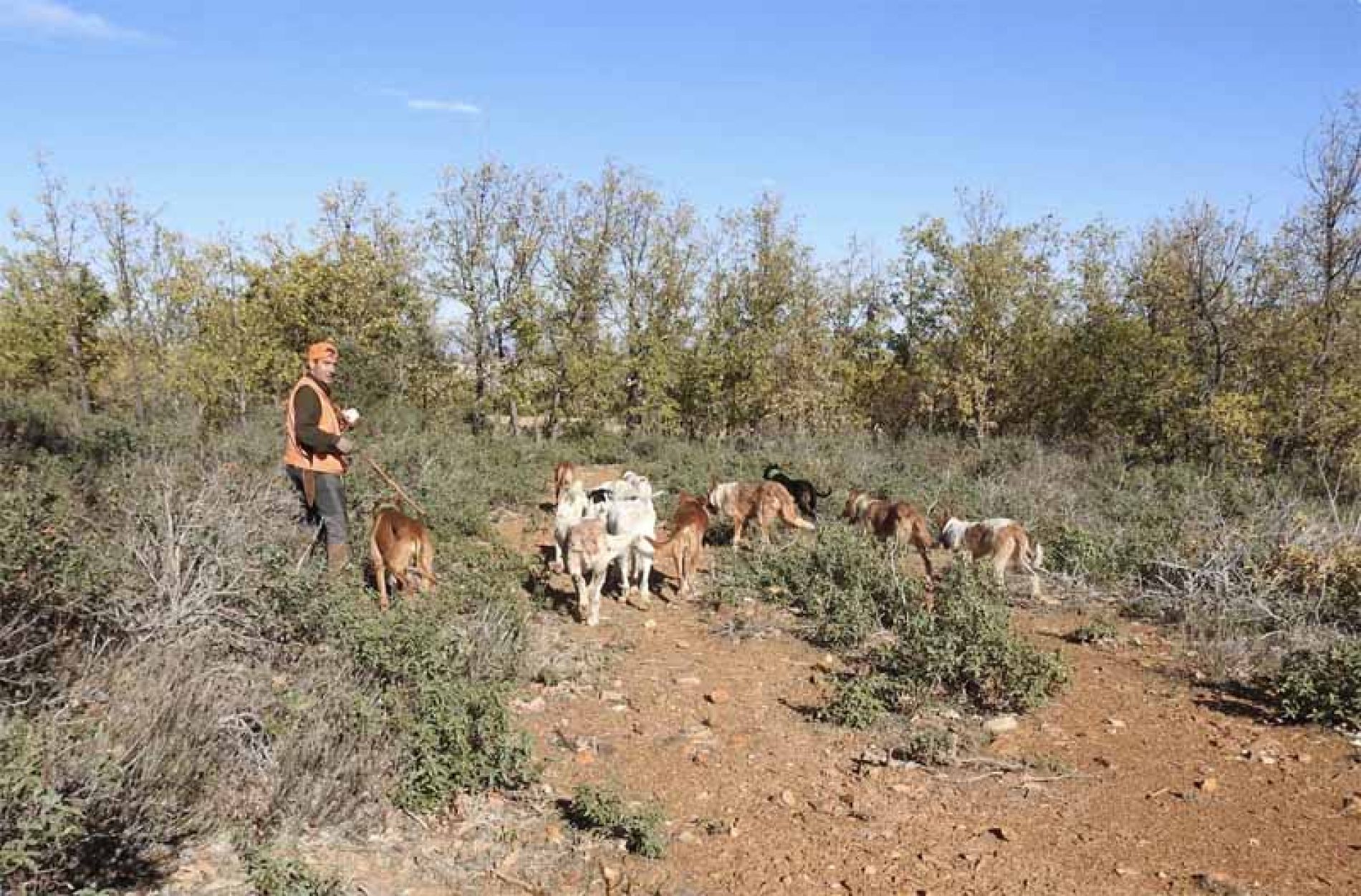 ARRECAL avisa de que la sobreprotección del lobo aumentará los ataques a perros de caza y ganado