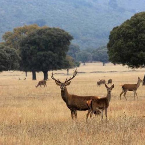 ¿Cómo controlamos la sobreabundancia de ciertas especies de fauna en los parques nacionales?  