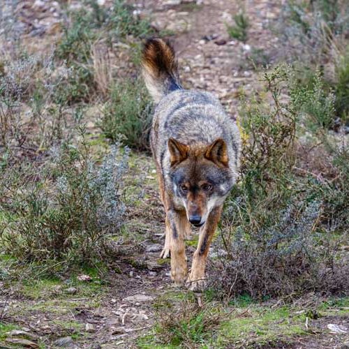 Fundación Artemisan advierte que el borrador del MITECO sobre el lobo carga todo el peso sobre los ganaderos