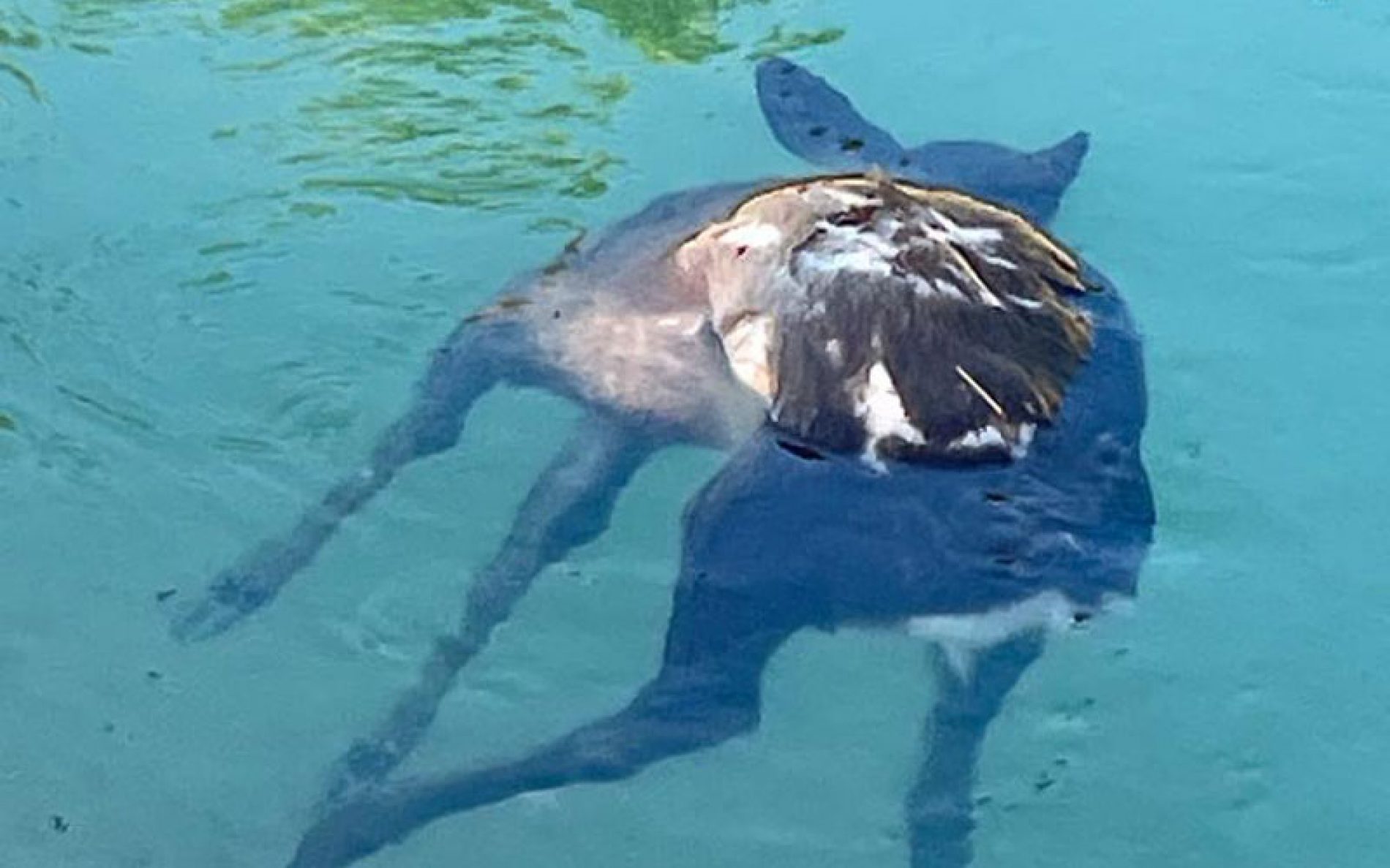La Federación de Caza de C-LM sigue denunciando la «bestial» cifra de animales ahogados en el trasvase Tajo-Segura