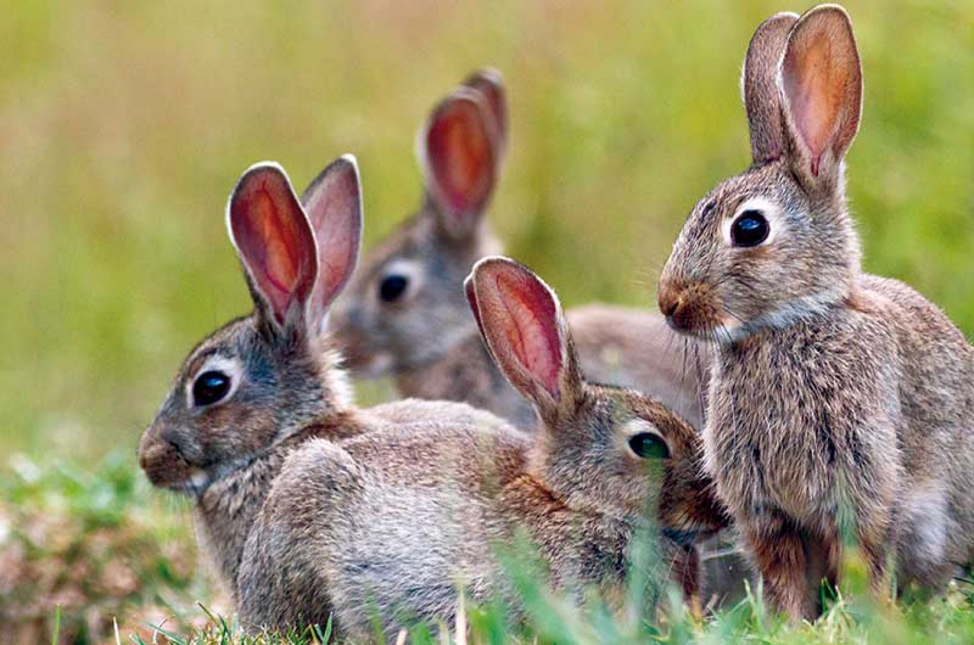 Discrepancias entre cazadores y Administración para gestionar las plagas de conejos que perjudican a ciertas fincas