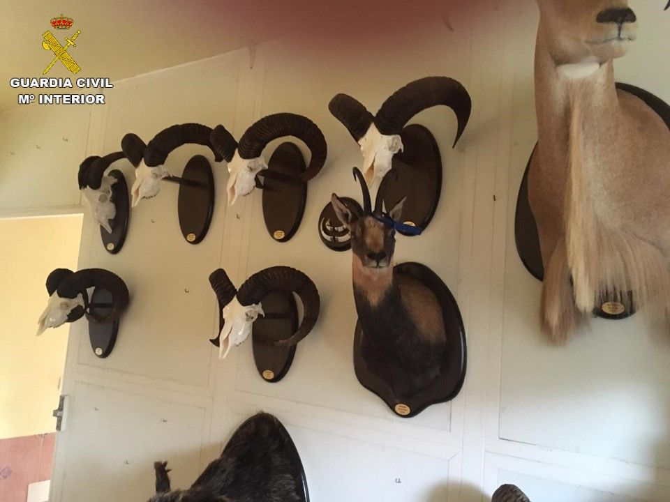 Piezas encontradas en el taller ilegal de taxidermia en San Vicente del Raspig