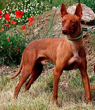 Podenco andaluz