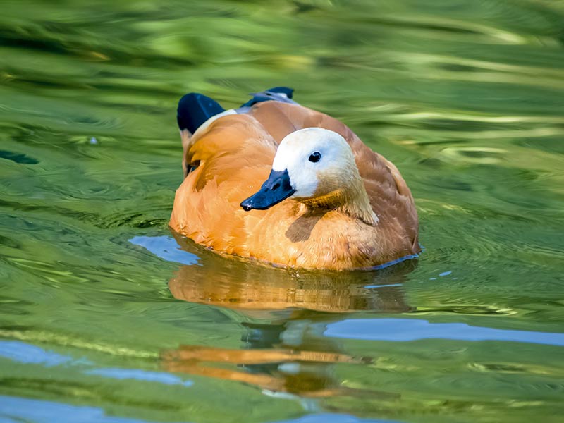 Tarro canelo en agua