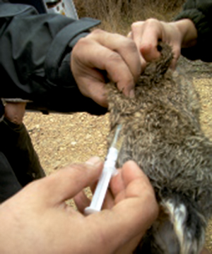 Vacunando conejo