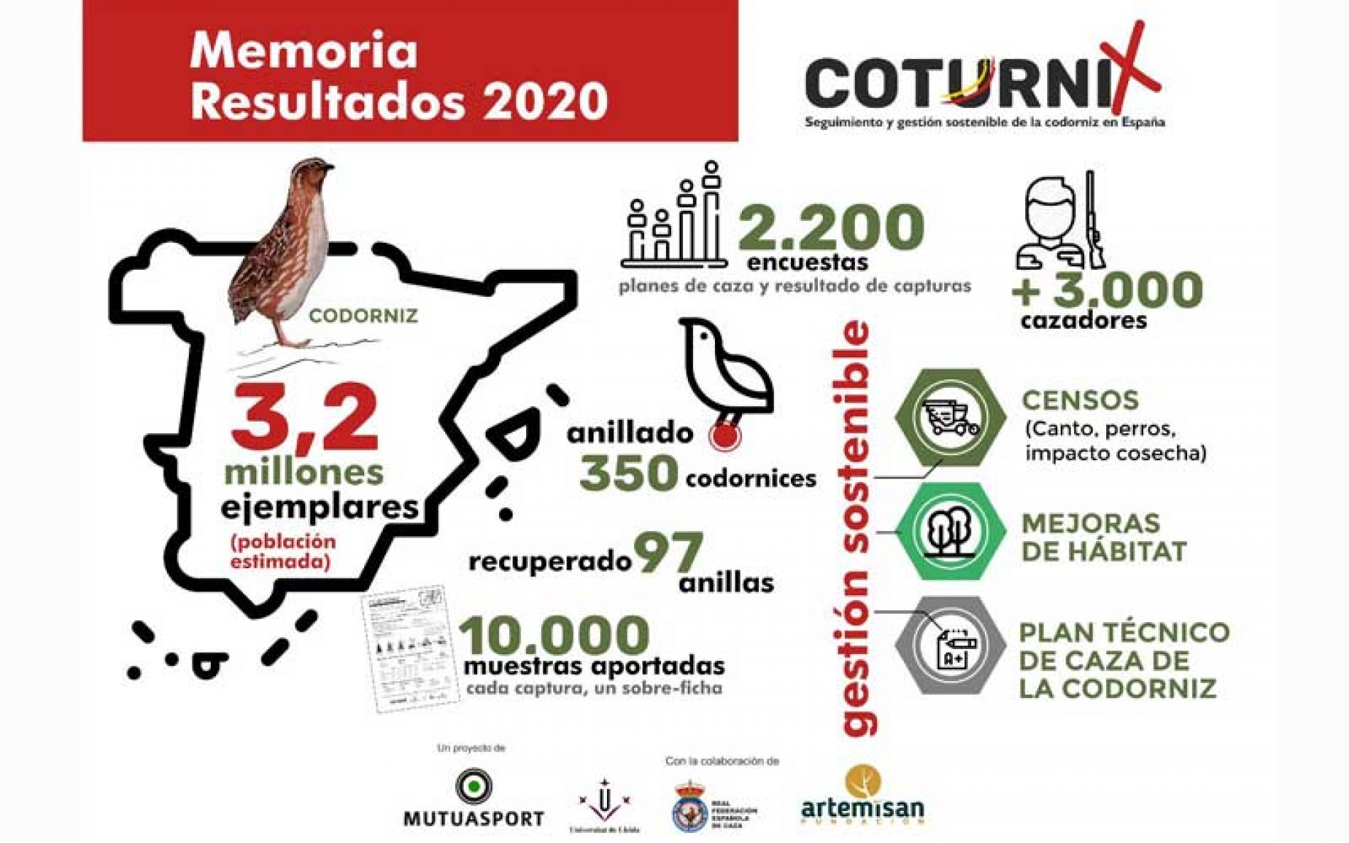 La codorniz mantiene un buen nivel de abundancia en España, con una estimación de 3,2 millones de ejemplares