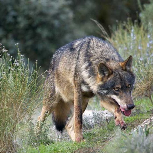 El lobo ibérico, incluido a partir de mañana en el LESPRE: ya no podrá cazarse