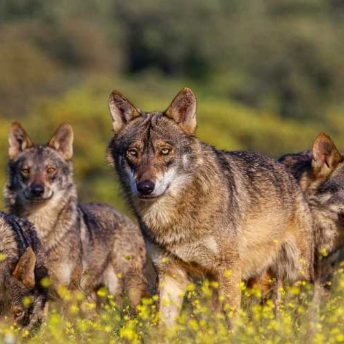 El Miteco quiere favorecer la expansión del lobo en España hacia las zonas con aumento de capturas en caza mayor
