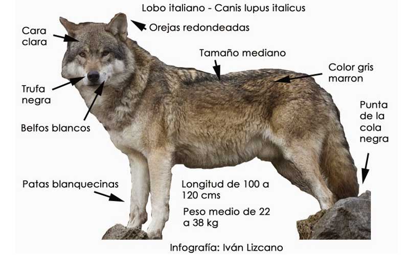 lobo italiano