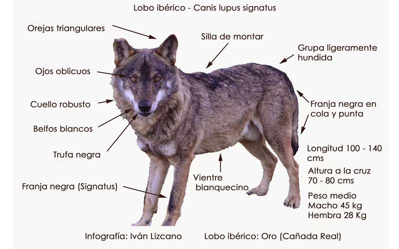Lobo ib茅rico