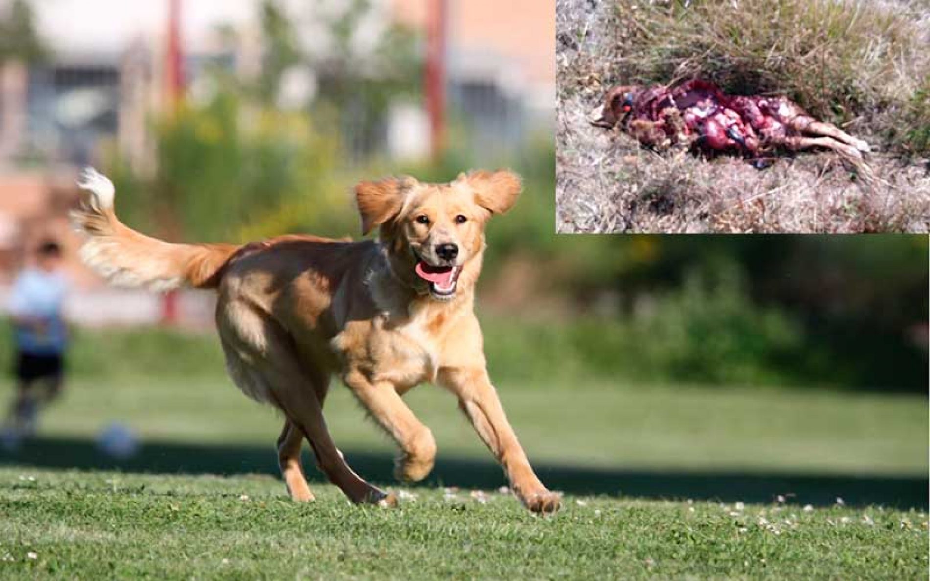 Los lobos devoran a una perra que paseaba a las puertas de la ciudad de Valladolid