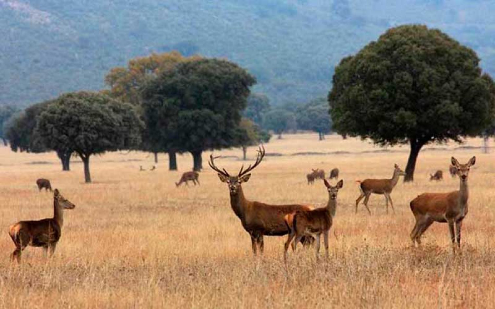 Parques Nacionales reconoce que en Cabañeros la caza «es imprescindible» para el control de poblaciones silvestres