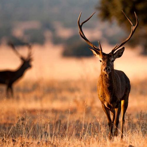 El domingo termina la caza mayor en Andalucía con un sector que «ha estado a la altura»
