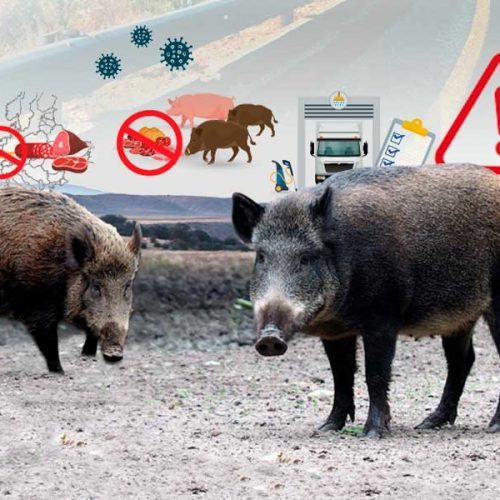 El Ministerio de Agricultura lanza una campaña para evitar que la peste porcina entre en España