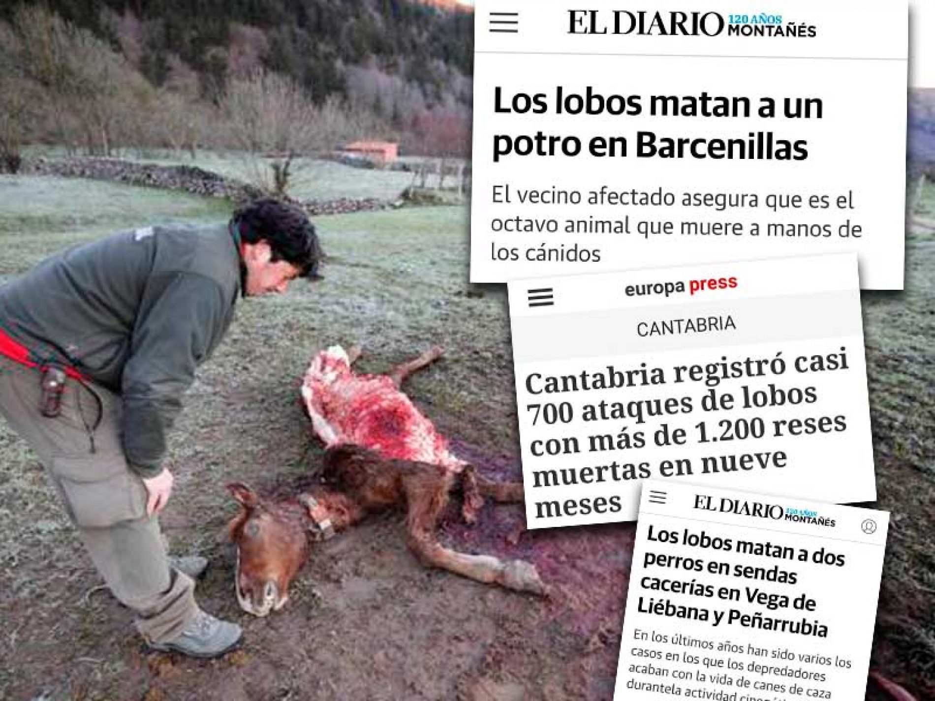 Vecinos de Cantabria reclaman a la Administración el control de las poblaciones de lobos sin «exterminarlos»