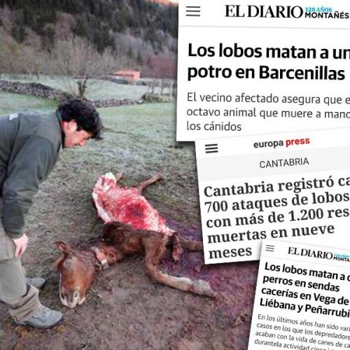 Cantabria quiere reanudar la caza de lobos pero una fundación animalista pide que se quede sin ayudas de Europa