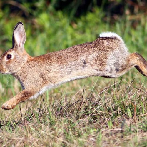 Autorizan cazar todos los días y prohíben cazar zorros para controlar los daños por exceso de conejos