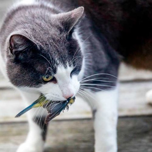 Un biólogo da la solución para los gatos domésticos asilvestrados: «Matarlos a todos»