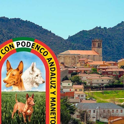 Nuevas citas para los aficionados al podenco andaluz y al maneto del Club de Cazadores de estos perros de caza