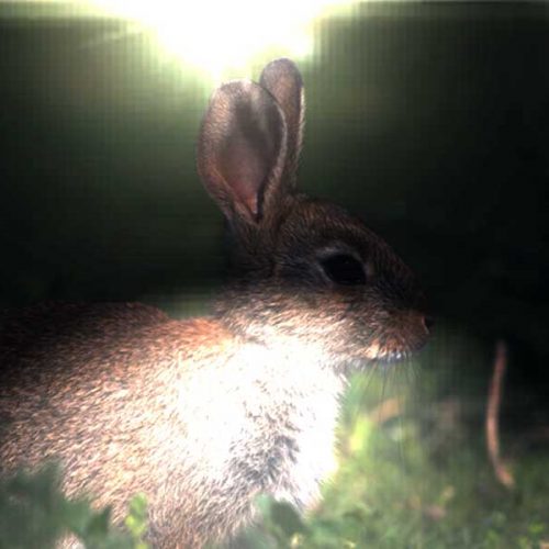 La Rioja autoriza cazar conejos de noche desde vehículo con foco para frenar la sobrepoblación que daña los cultivos