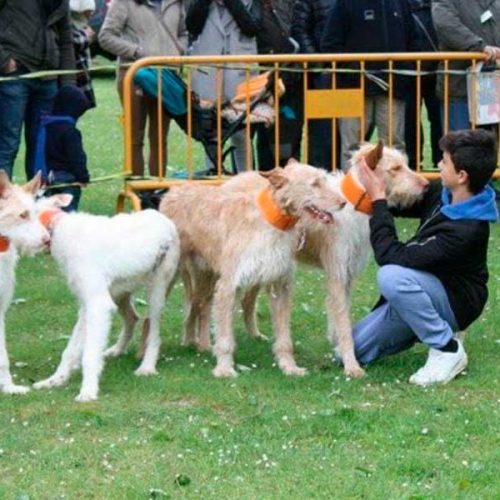 Artemisan aclara que los perros de caza ya están amparados por ley y pide a los animalistas que no difundan bulos