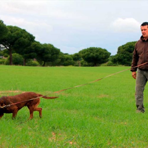 Estas son las razas de perros de sangre idóneas para la búsqueda de caza mayor herida
