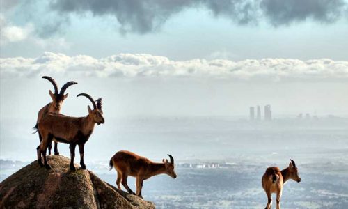 La Comunidad de Madrid reducirá la población de cabras de Guadarrama siguiendo un modelo de «extracción mixta»