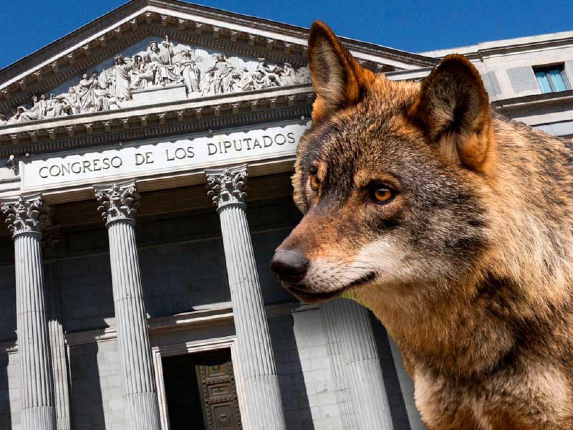 El Congreso tumba la iniciativa legislativa del Grupo Parlamentario Popular para cazar lobos al norte del Duero
