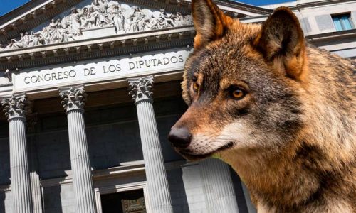 El Congreso tumba la iniciativa legislativa del Grupo Parlamentario Popular para cazar lobos al norte del Duero