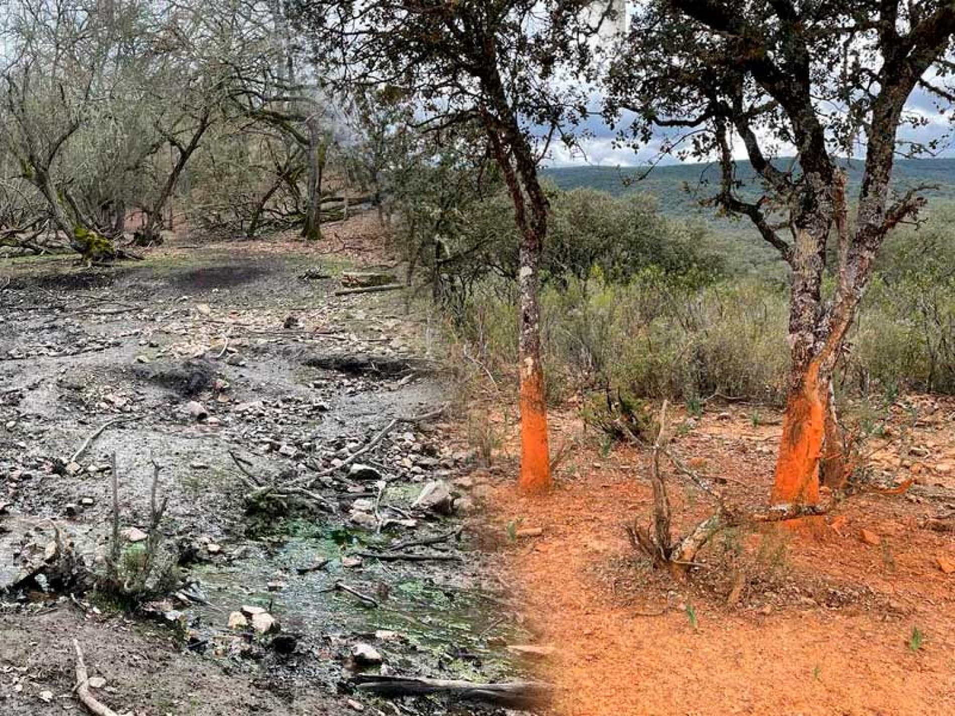 La Plataforma de Afectados por Parques Nacionales denuncia los efectos de la sobrepoblación de ungulados en Cabañeros