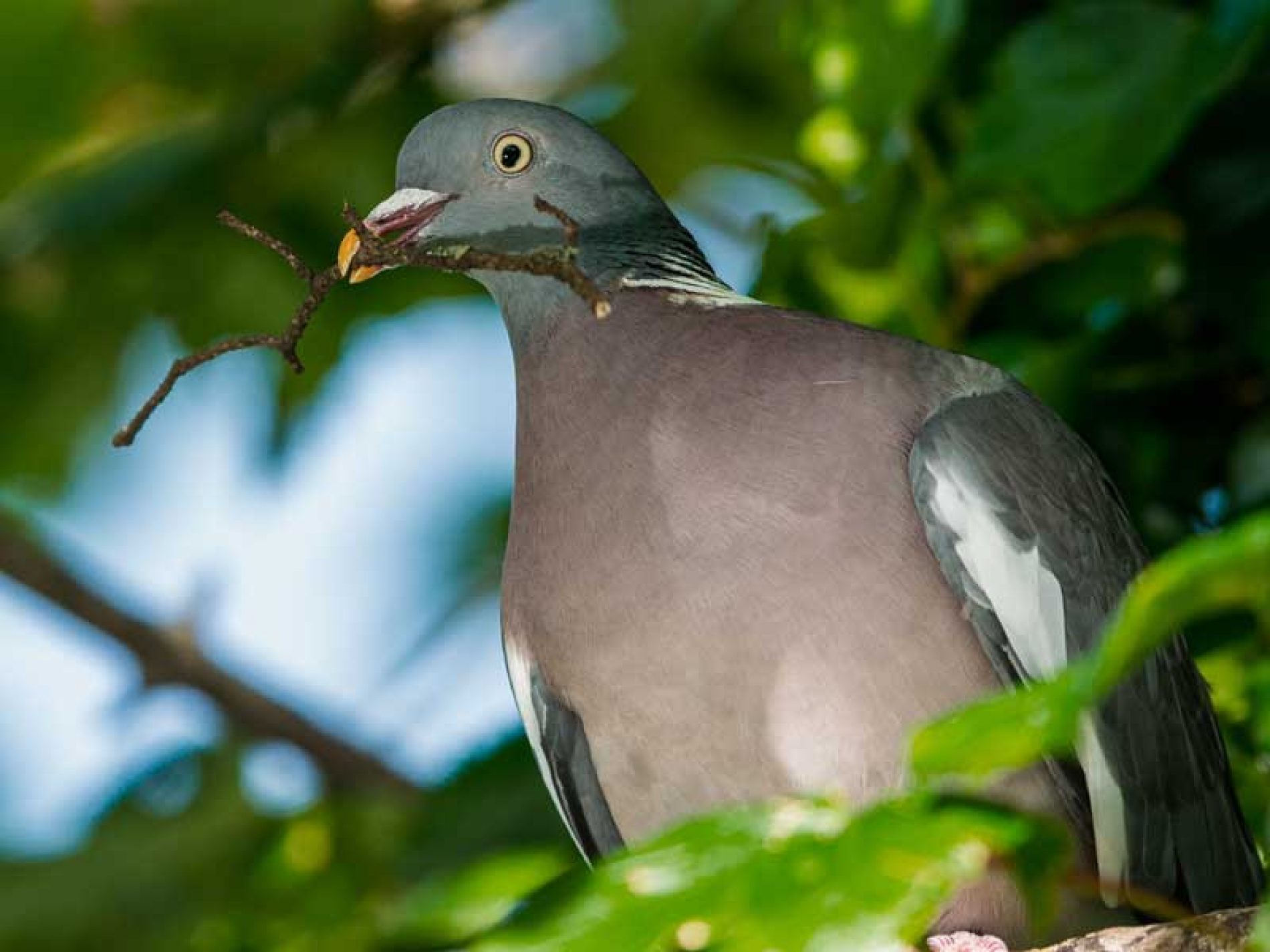 Autorizan la caza de palomas torcaces de manera «excepcional» hasta el 9 de octubre para proteger los cultivos