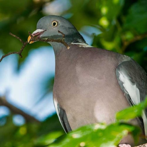 Autorizan la caza de palomas torcaces de manera «excepcional» hasta el 9 de octubre para proteger los cultivos