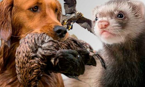 El veterinario Nicolás Urbani advierte de la «tremenda» repercusión del anteproyecto de bienestar animal sobre la caza
