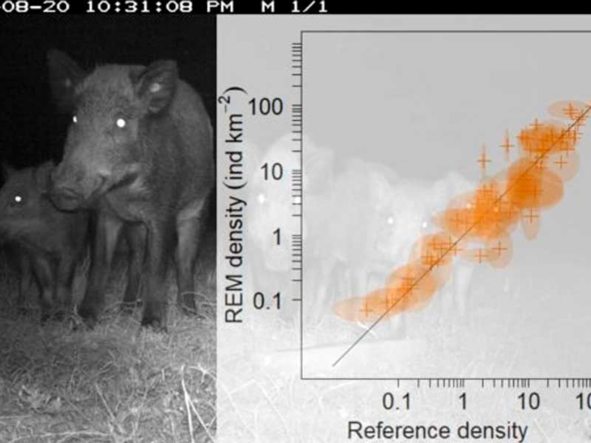 Averiguan cómo usar cámaras trampa para conocer densidades de especies de caza mayor y menor
