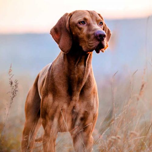 Perros de caza: consejos para la veda y la nueva temporada