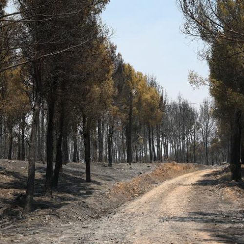 FARCAZA no cobrará las tarjetas federativas en zonas afectadas por los incendios en un 50 % o más