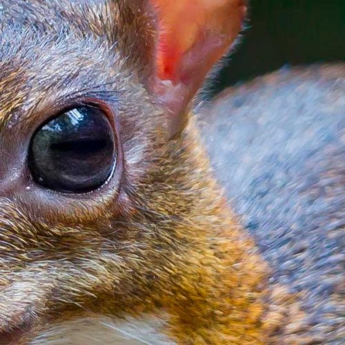 Nace en España un ejemplar del ciervo más pequeño del mundo con solo 200 gramos de peso