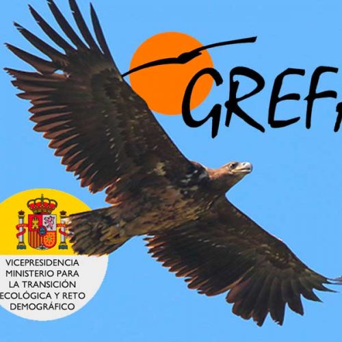 Grefa pretende crear una población de pigargos en España con la oposición de ganaderos y otros ecologistas