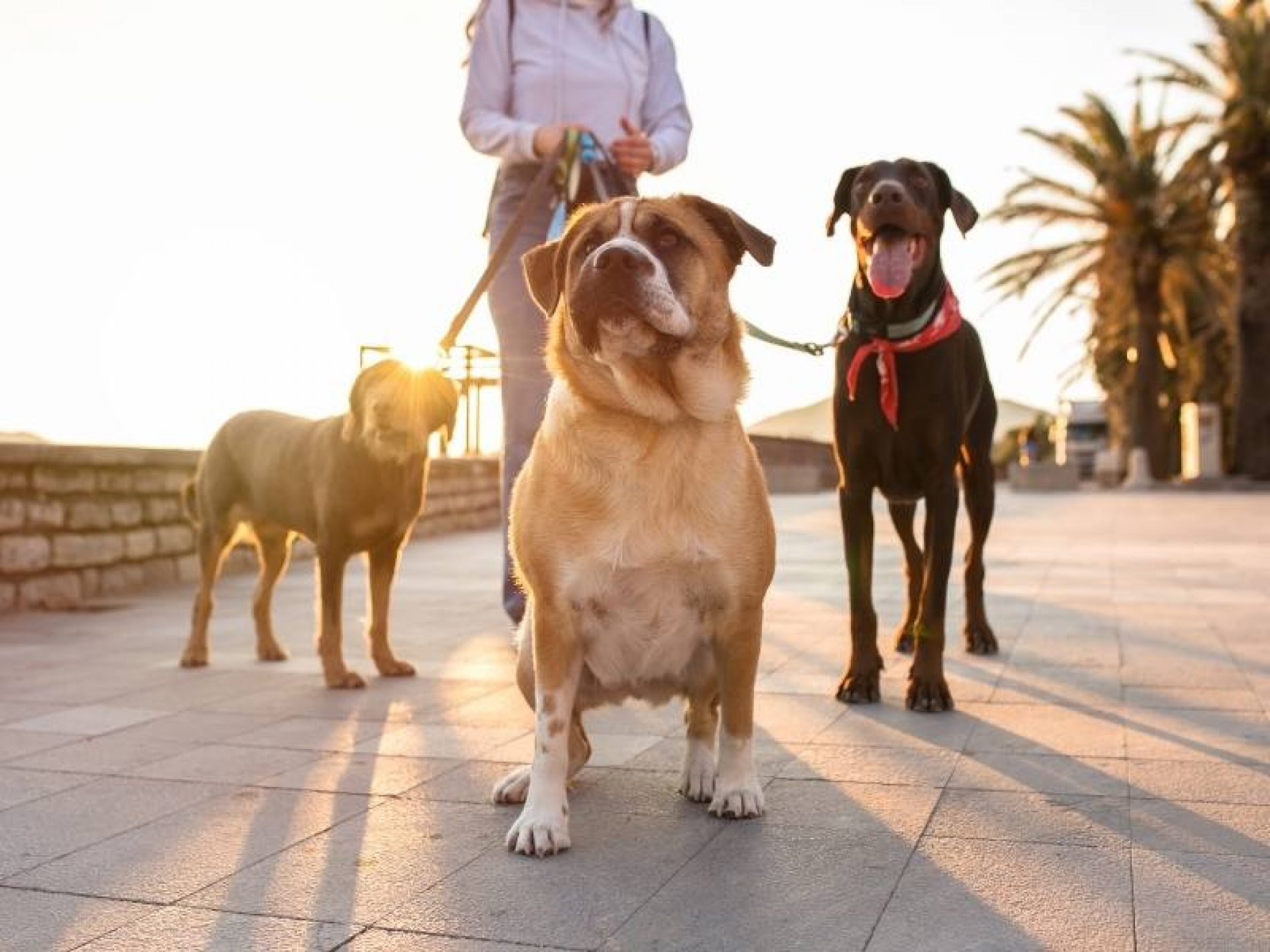 La Prueba de sociabilidad de la Real Sociedad Canina de España para la Ley de Bienestar Animal