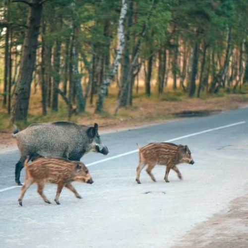 Crecen los atropellos de animales silvestres en las carreteras