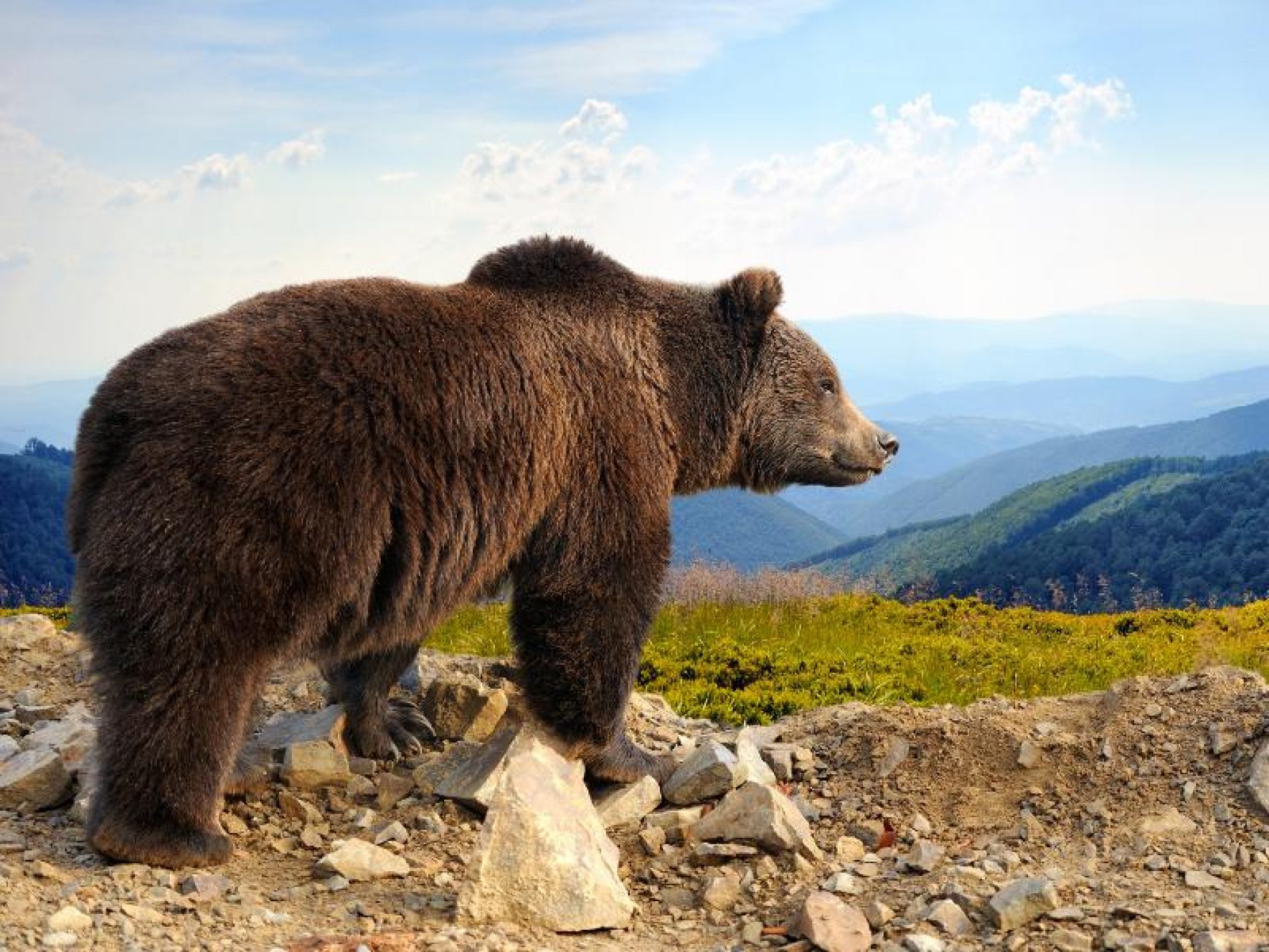 Aragón prohíbe por primera vez las batidas de caza en zonas con osos