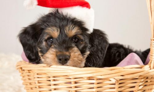 Un perro no es un regalo navideño