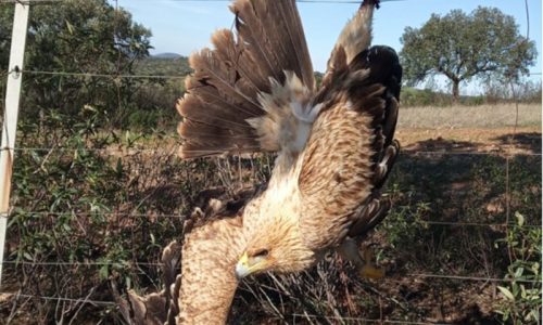 Tres cazadores salvan la vida a un Águila Imperial en Maguilla