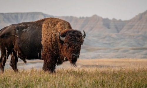 Repoblación de bisontes en Estados Unidos gracias a las tribus indígenas