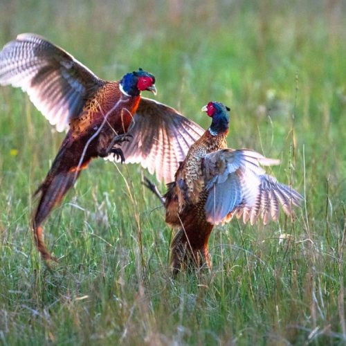 Faisánidos: nombres científicos y comunes de las aves de caza